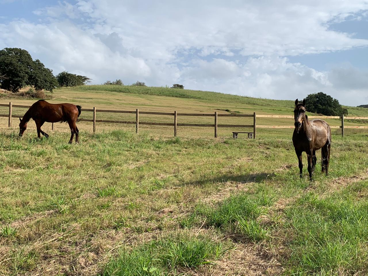 Horse paddocks