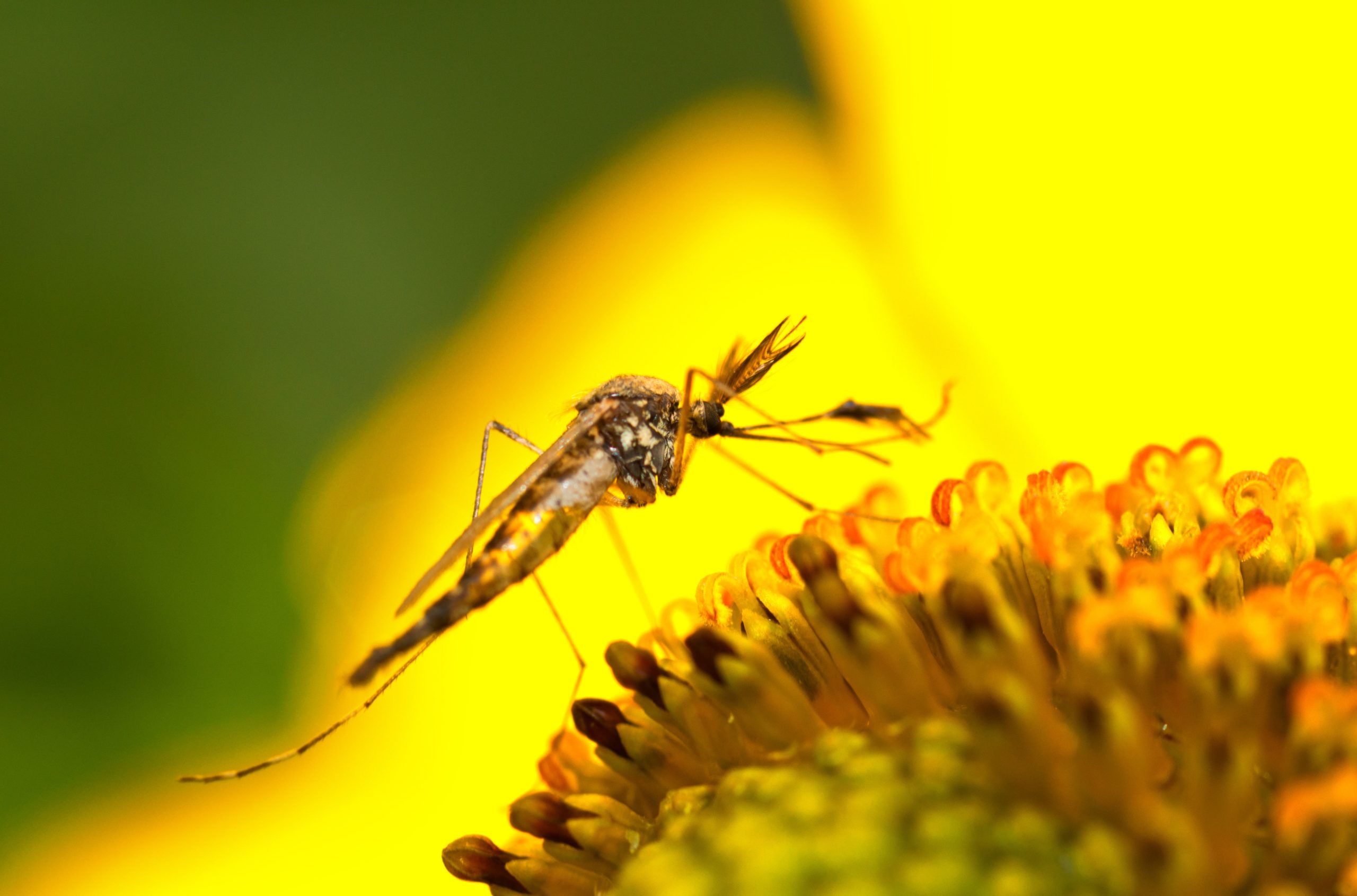 Mosquito on a flower