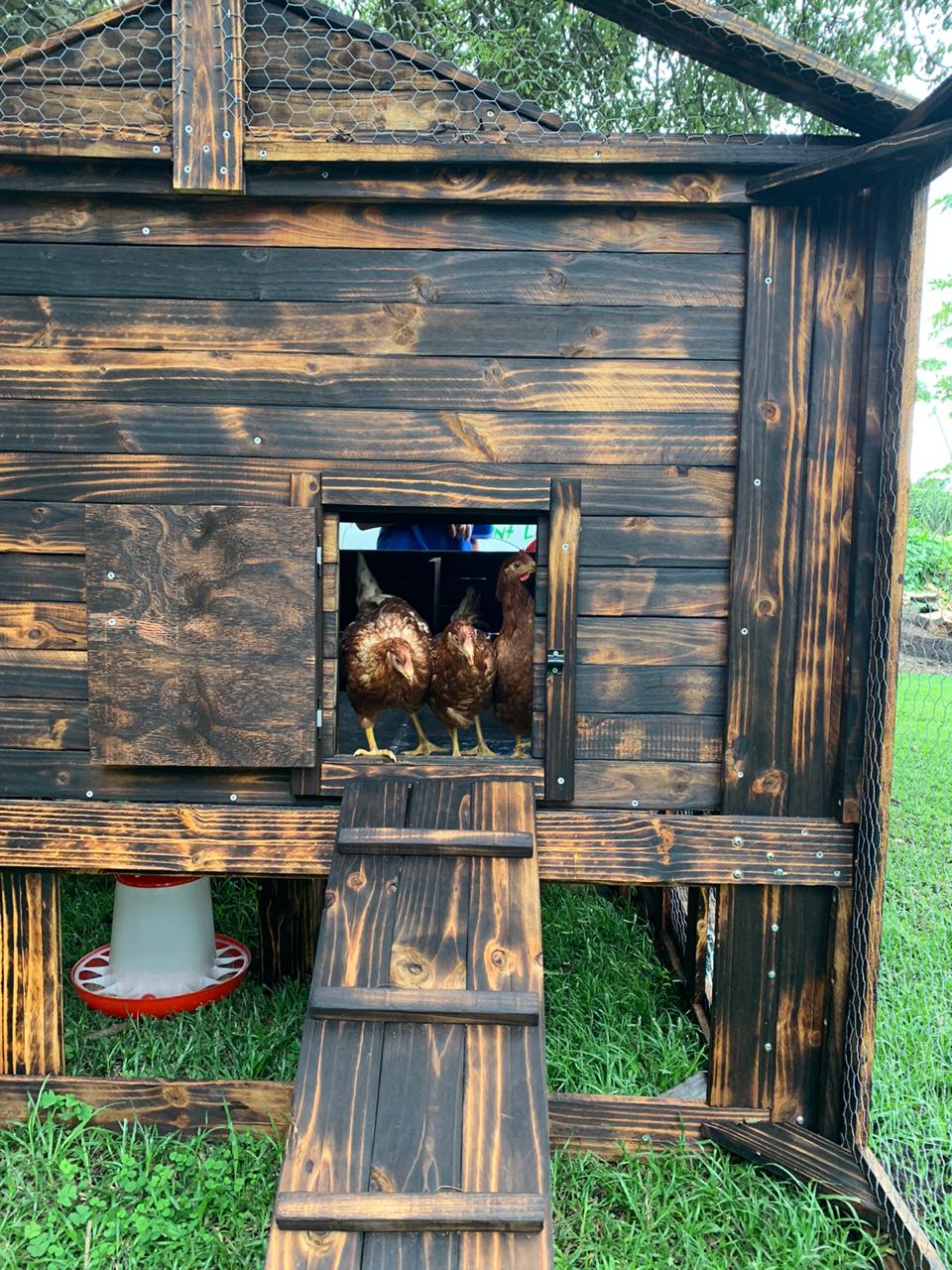 Chickens in Pen